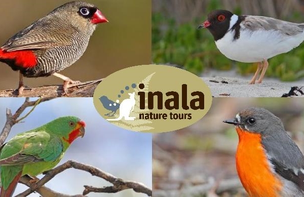 Inala-Nature-Tour125-bird-festival-tzaros-square.jpeg